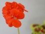 Пъстролистно Мушкато (Pelargonium)