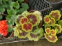 Пъстролистно Мушкато (Pelargonium)