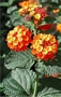 Лантана, малка (Lantana)