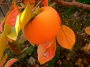 Райска ябълка Костата (Malus diospyros)