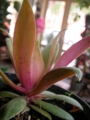 Красула, розетъчна красула (Crassula orbicularis ssp rosularis)