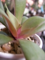 Красула, розетъчна красула (Crassula orbicularis ssp rosularis)