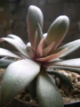 Красула, розетъчна красула (Crassula orbicularis ssp rosularis)