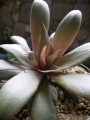 Красула, розетъчна красула (Crassula orbicularis ssp rosularis)