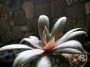 Красула, розетъчна красула (Crassula orbicularis ssp rosularis)
