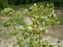 Риган (Origanum majorana)