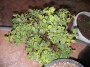 Риган (Origanum variegated)