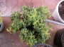 Риган (Origanum variegated)