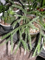 Рипсалис (Rhipsalis)