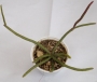 Рипсалис (Rhipsalis)