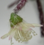 Рипсалис (Rhipsalis)