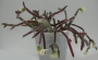 Рипсалис (Rhipsalis)
