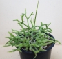 Рипсалис (Rhipsalis cassutha)