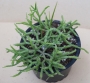 Рипсалис (Rhipsalis cassutha)