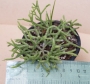Рипсалис (Rhipsalis cassutha)