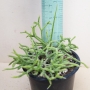 Рипсалис (Rhipsalis cassutha)