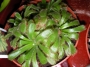 Росянка, дросера (Drosera rotundifolia)