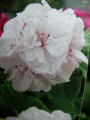 Сакъзче бяло (Pelargonium peltatum)