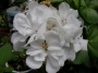 Сакъзче бяло (Pelargonium peltatum)