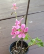 Сакъзче розово (Pelargonium)