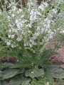 Салвия (Salvia argentea)