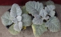 Салвия (Salvia argentea)