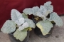 Салвия (Salvia argentea)