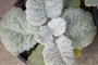 Салвия (Salvia argentea)