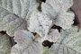 Салвия (Salvia argentea)