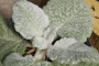 Салвия (Salvia argentea)