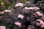Самбукус нигра (Sambucus nigra)