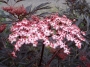 Самбукус нигра (Sambucus nigra)