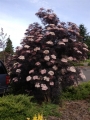 Самбукус нигра (Sambucus nigra)