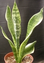сансевиера sansevieria sanseviera