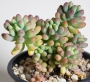 седум sedum