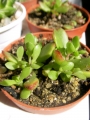 Красула (CRASSULA PUBESCENS SSP. RADICANS)