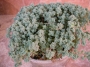 Седум (Sedum dasyphyllum Lilac Mound)