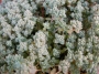 Седум (Sedum dasyphyllum Lilac Mound)