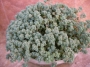 Седум (Sedum dasyphyllum Lilac Mound)