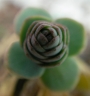 Седум (Sedum)