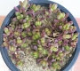 Седум (Sedum)