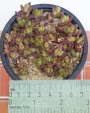 Седум (Sedum)