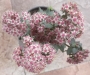 Седум (Sedum)