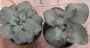 Седум (Sedum)