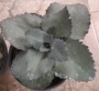 Седум (Sedum)