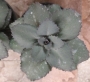 Седум (Sedum)