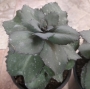 Седум (Sedum)