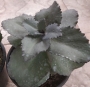 Седум (Sedum)