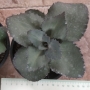 Седум (Sedum)