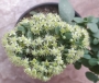 Седум (Sedum)